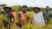 Perluas Mandiri Benih, Pemprov Sulsel Sasar Kentang dan Kakao untuk Kemandirian Pangan