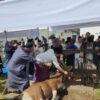 Festival Sinergi Kurban 2025 Bosowa Peduli, Sembelih 106 Hewan Kurban